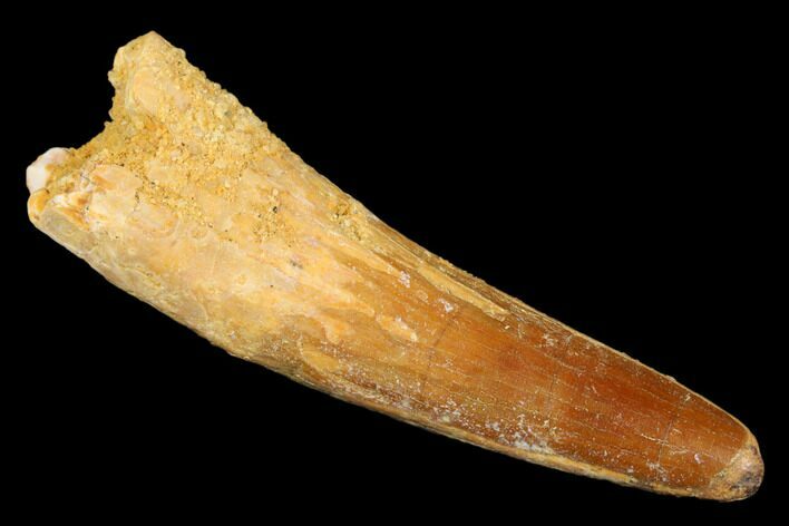 Spinosaurus Tooth - Real Dinosaur Tooth #176628